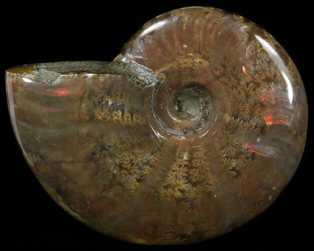 Flashy Red Iridescent Ammonite - Wide #52317